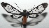  ( - 16-SRNP-103046)  @14 [ ] CreativeCommons  Attribution Non-Commercial Share-Alike (2017) Daniel H. Janzen Guanacaste Dry Forest Conservation Fund