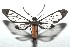  ( - 16-SRNP-103051)  @14 [ ] CreativeCommons  Attribution Non-Commercial Share-Alike (2017) Daniel H. Janzen Guanacaste Dry Forest Conservation Fund