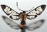  ( - 16-SRNP-103054)  @14 [ ] CreativeCommons  Attribution Non-Commercial Share-Alike (2017) Daniel H. Janzen Guanacaste Dry Forest Conservation Fund