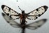  ( - 16-SRNP-103055)  @13 [ ] CreativeCommons  Attribution Non-Commercial Share-Alike (2017) Daniel H. Janzen Guanacaste Dry Forest Conservation Fund