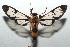  ( - 16-SRNP-103056)  @13 [ ] CreativeCommons  Attribution Non-Commercial Share-Alike (2017) Daniel H. Janzen Guanacaste Dry Forest Conservation Fund