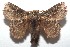  ( - 16-SRNP-103116)  @14 [ ] CreativeCommons  Attribution Non-Commercial Share-Alike (2017) Daniel H. Janzen Guanacaste Dry Forest Conservation Fund