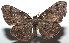  ( - 16-SRNP-103135)  @14 [ ] CreativeCommons  Attribution Non-Commercial Share-Alike (2017) Daniel H. Janzen Guanacaste Dry Forest Conservation Fund
