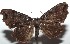  ( - 16-SRNP-103136)  @14 [ ] CreativeCommons  Attribution Non-Commercial Share-Alike (2017) Daniel H. Janzen Guanacaste Dry Forest Conservation Fund