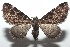  ( - 16-SRNP-103190)  @13 [ ] CreativeCommons  Attribution Non-Commercial Share-Alike (2017) Daniel H. Janzen Guanacaste Dry Forest Conservation Fund