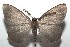  ( - 16-SRNP-103212)  @13 [ ] CreativeCommons  Attribution Non-Commercial Share-Alike (2017) Daniel H. Janzen Guanacaste Dry Forest Conservation Fund