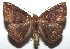  ( - 16-SRNP-103218)  @14 [ ] CreativeCommons  Attribution Non-Commercial Share-Alike (2017) Daniel H. Janzen Guanacaste Dry Forest Conservation Fund
