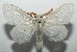  ( - 16-SRNP-103228)  @13 [ ] CreativeCommons  Attribution Non-Commercial Share-Alike (2017) Daniel H. Janzen Guanacaste Dry Forest Conservation Fund