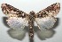  ( - 16-SRNP-103263)  @14 [ ] CreativeCommons  Attribution Non-Commercial Share-Alike (2017) Daniel H. Janzen Guanacaste Dry Forest Conservation Fund