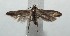  (Hypatopa manusDHJ02 - 16-SRNP-103298)  @13 [ ] CreativeCommons  Attribution Non-Commercial Share-Alike (2017) Daniel H. Janzen Guanacaste Dry Forest Conservation Fund