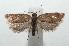  (Clepsis BioLep106 - 16-SRNP-103303)  @14 [ ] CreativeCommons  Attribution Non-Commercial Share-Alike (2017) Daniel H. Janzen Guanacaste Dry Forest Conservation Fund