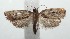  (Argyrotaenia BioLep112 - 16-SRNP-103309)  @13 [ ] CreativeCommons  Attribution Non-Commercial Share-Alike (2017) Daniel H. Janzen Guanacaste Dry Forest Conservation Fund