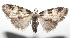  ( - 16-SRNP-103349)  @14 [ ] CreativeCommons  Attribution Non-Commercial Share-Alike (2017) Daniel H. Janzen Guanacaste Dry Forest Conservation Fund