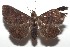  ( - 16-SRNP-103356)  @11 [ ] CreativeCommons  Attribution Non-Commercial Share-Alike (2017) Daniel H. Janzen Guanacaste Dry Forest Conservation Fund
