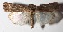  (Spodoptera frugiperdaDHJ01 - 07-SRNP-65343)  @14 [ ] CreativeCommons  Attribution Non-Commercial Share-Alike (2017) Daniel H. Janzen Guanacaste Dry Forest Conservation Fund
