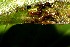  ( - 10-SRNP-31561)  @12 [ ] CreativeCommons - Attribution Non-Commercial Share-Alike (2013) Daniel H. Janzen Guanacaste Dry Forest Conservation Fund