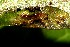  ( - 10-SRNP-31561)  @12 [ ] CreativeCommons - Attribution Non-Commercial Share-Alike (2013) Daniel H. Janzen Guanacaste Dry Forest Conservation Fund