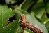  ( - 10-SRNP-35701)  @12 [ ] CreativeCommons - Attribution Non-Commercial Share-Alike (2013) Daniel H. Janzen Guanacaste Dry Forest Conservation Fund