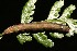  ( - 10-SRNP-44491)  @12 [ ] CreativeCommons - Attribution Non-Commercial Share-Alike (2013) Daniel H. Janzen Guanacaste Dry Forest Conservation Fund