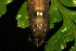  ( - 10-SRNP-44491)  @12 [ ] CreativeCommons - Attribution Non-Commercial Share-Alike (2013) Daniel H. Janzen Guanacaste Dry Forest Conservation Fund