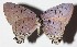  ( - 13-SRNP-57665)  @14 [ ] CreativeCommons  Attribution Non-Commercial Share-Alike (2017) Daniel H. Janzen Guanacaste Dry Forest Conservation Fund
