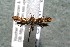  ( - 14-SRNP-2349)  @13 [ ] CreativeCommons  Attribution Non-Commercial Share-Alike (2017) Daniel H. Janzen Guanacaste Dry Forest Conservation Fund