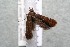  ( - 14-SRNP-2415)  @12 [ ] CreativeCommons  Attribution Non-Commercial Share-Alike (2017) Daniel H. Janzen Guanacaste Dry Forest Conservation Fund