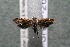  ( - 14-SRNP-2665)  @13 [ ] CreativeCommons  Attribution Non-Commercial Share-Alike (2017) Daniel H. Janzen Guanacaste Dry Forest Conservation Fund