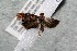  ( - 14-SRNP-2781)  @12 [ ] CreativeCommons  Attribution Non-Commercial Share-Alike (2017) Daniel H. Janzen Guanacaste Dry Forest Conservation Fund