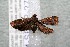  ( - 14-SRNP-2782)  @12 [ ] CreativeCommons  Attribution Non-Commercial Share-Alike (2017) Daniel H. Janzen Guanacaste Dry Forest Conservation Fund