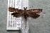  ( - 14-SRNP-2845)  @12 [ ] CreativeCommons  Attribution Non-Commercial Share-Alike (2017) Daniel H. Janzen Guanacaste Dry Forest Conservation Fund