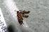  ( - 14-SRNP-3022)  @11 [ ] CreativeCommons  Attribution Non-Commercial Share-Alike (2017) Daniel H. Janzen Guanacaste Dry Forest Conservation Fund
