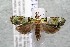  ( - 14-SRNP-31239)  @14 [ ] CreativeCommons  Attribution Non-Commercial Share-Alike (2017) Daniel H. Janzen Guanacaste Dry Forest Conservation Fund