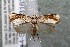  ( - 14-SRNP-31634)  @14 [ ] CreativeCommons  Attribution Non-Commercial Share-Alike (2017) Daniel H. Janzen Guanacaste Dry Forest Conservation Fund