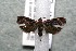  ( - 14-SRNP-3358)  @13 [ ] CreativeCommons  Attribution Non-Commercial Share-Alike (2017) Daniel H. Janzen Guanacaste Dry Forest Conservation Fund