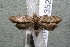  ( - 14-SRNP-35220)  @13 [ ] CreativeCommons  Attribution Non-Commercial Share-Alike (2017) Daniel H. Janzen Guanacaste Dry Forest Conservation Fund