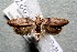  ( - 14-SRNP-35227)  @13 [ ] CreativeCommons  Attribution Non-Commercial Share-Alike (2017) Daniel H. Janzen Guanacaste Dry Forest Conservation Fund