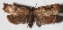  ( - 14-SRNP-3893)  @11 [ ] CreativeCommons  Attribution Non-Commercial Share-Alike (2017) Daniel H. Janzen Guanacaste Dry Forest Conservation Fund