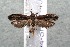  ( - 14-SRNP-40143)  @14 [ ] CreativeCommons  Attribution Non-Commercial Share-Alike (2017) Daniel H. Janzen Guanacaste Dry Forest Conservation Fund