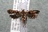  ( - 14-SRNP-4028)  @13 [ ] CreativeCommons  Attribution Non-Commercial Share-Alike (2017) Daniel H. Janzen Guanacaste Dry Forest Conservation Fund