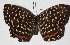  ( - 14-SRNP-40521)  @14 [ ] CreativeCommons  Attribution Non-Commercial Share-Alike (2017) Daniel H. Janzen Guanacaste Dry Forest Conservation Fund