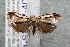  ( - 14-SRNP-40944)  @13 [ ] CreativeCommons  Attribution Non-Commercial Share-Alike (2017) Daniel H. Janzen Guanacaste Dry Forest Conservation Fund