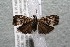  ( - 14-SRNP-41344)  @13 [ ] CreativeCommons  Attribution Non-Commercial Share-Alike (2017) Daniel H. Janzen Guanacaste Dry Forest Conservation Fund