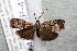  ( - 14-SRNP-41348)  @13 [ ] CreativeCommons  Attribution Non-Commercial Share-Alike (2017) Daniel H. Janzen Guanacaste Dry Forest Conservation Fund