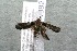  ( - 14-SRNP-41882)  @12 [ ] CreativeCommons  Attribution Non-Commercial Share-Alike (2017) Daniel H. Janzen Guanacaste Dry Forest Conservation Fund