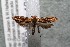  ( - 14-SRNP-42303)  @13 [ ] CreativeCommons  Attribution Non-Commercial Share-Alike (2017) Daniel H. Janzen Guanacaste Dry Forest Conservation Fund