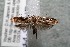  ( - 14-SRNP-42343)  @13 [ ] CreativeCommons  Attribution Non-Commercial Share-Alike (2017) Daniel H. Janzen Guanacaste Dry Forest Conservation Fund