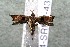  ( - 14-SRNP-43294)  @13 [ ] CreativeCommons  Attribution Non-Commercial Share-Alike (2017) Daniel H. Janzen Guanacaste Dry Forest Conservation Fund
