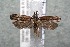  ( - 14-SRNP-43365)  @13 [ ] CreativeCommons  Attribution Non-Commercial Share-Alike (2017) Daniel H. Janzen Guanacaste Dry Forest Conservation Fund