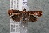  ( - 14-SRNP-43383)  @14 [ ] CreativeCommons  Attribution Non-Commercial Share-Alike (2017) Daniel H. Janzen Guanacaste Dry Forest Conservation Fund